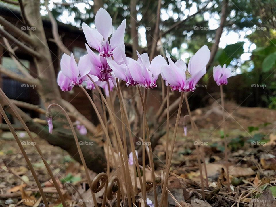 Little cyclamen