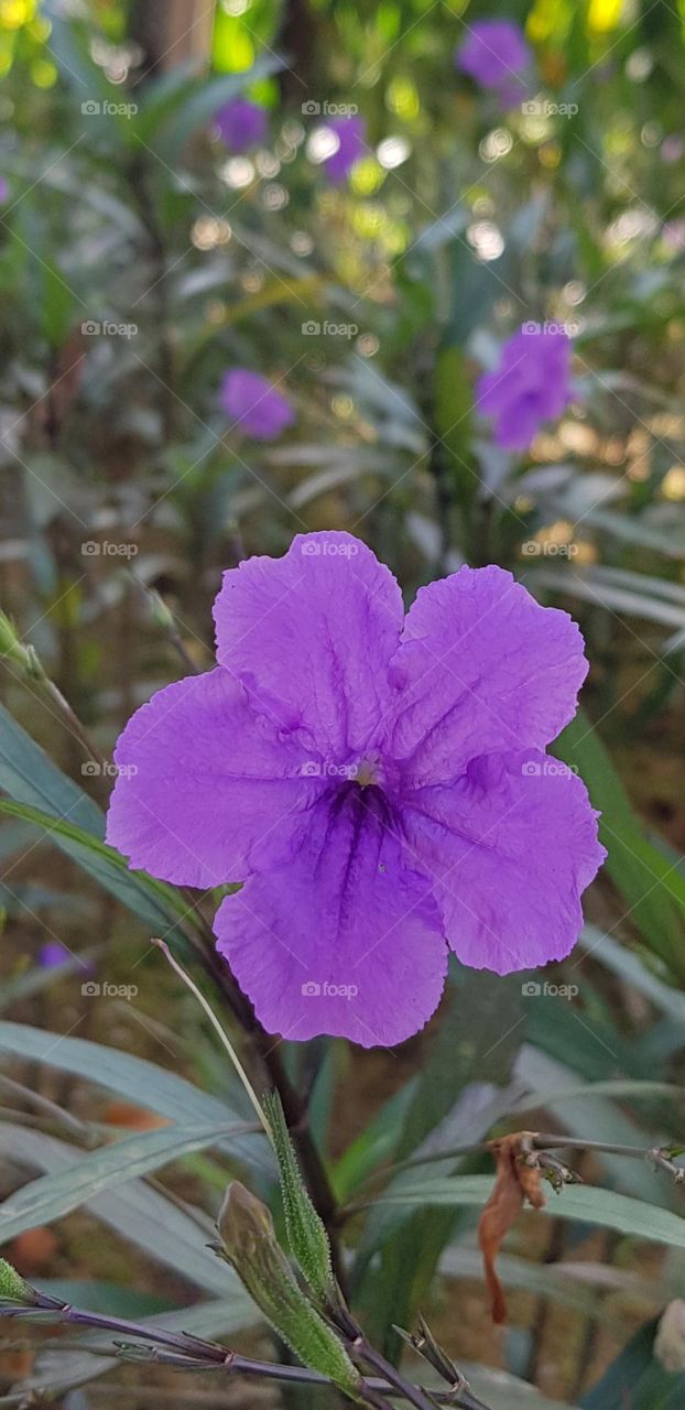 beautiful purple colour flower