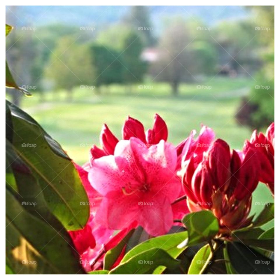 Red Rhododendron