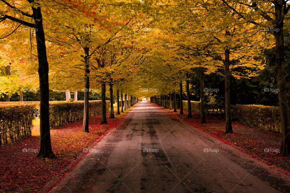 Fall, Leaf, Tree, Road, Landscape