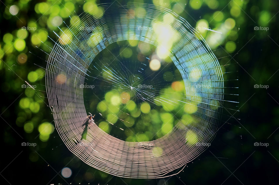 A naturally artistic orbweaver gracefully working its canvas in the early morning light at Yates Mill County Park in Raleigh North Carolina. 