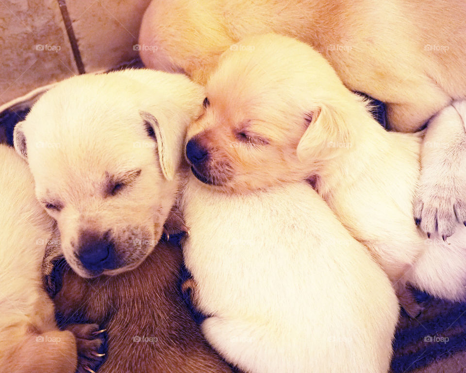 Three week old puppies sleeping