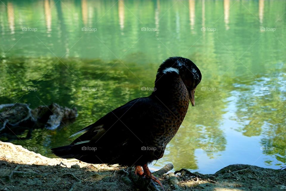 Duck#bird#nature#lake#wild#pose#colors#water