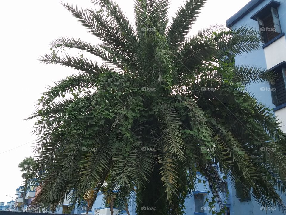date plant
