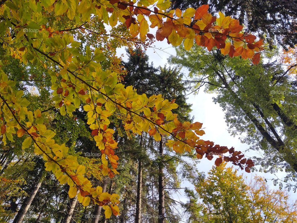 autumn leaves on the tree