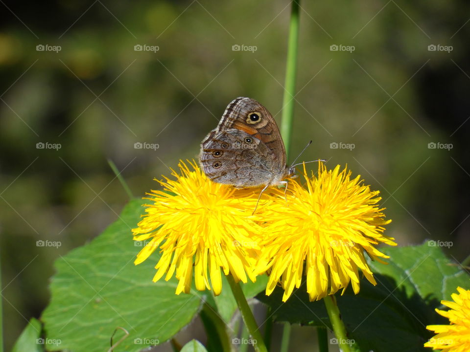 spring beauty springs to life