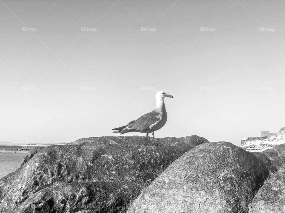 A (brighter) B&W picture of a seagull standing on a rock at a beach in Mexico