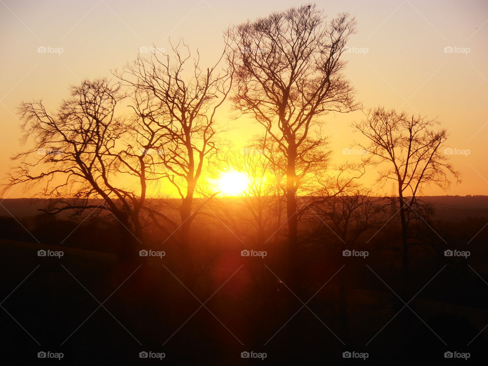 Sunset Trees