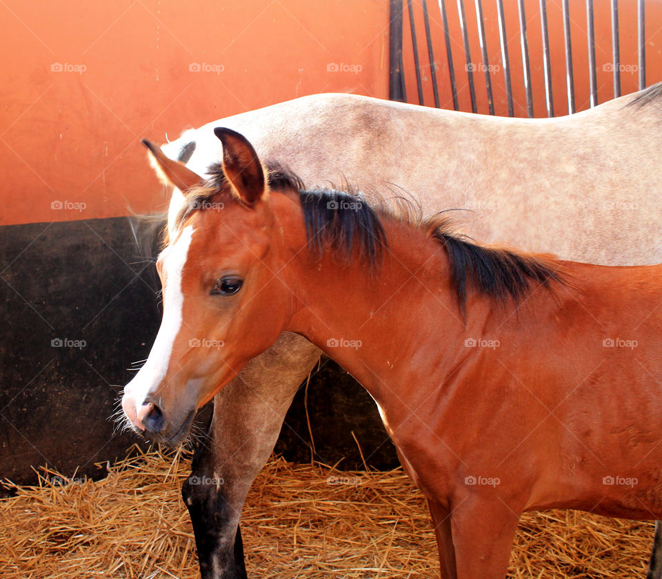 cute young horse