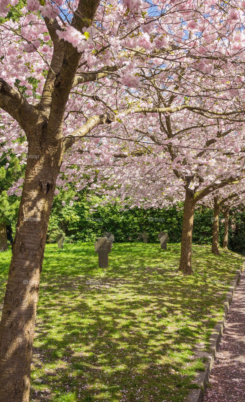 Pink park