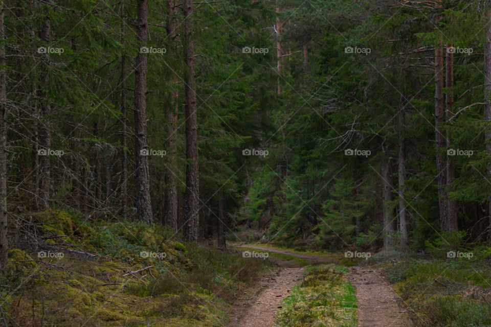 Road in the forest 