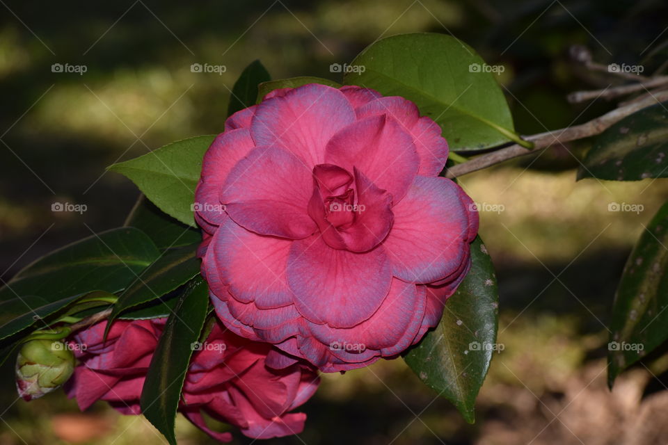 Winter Bloom in Florida