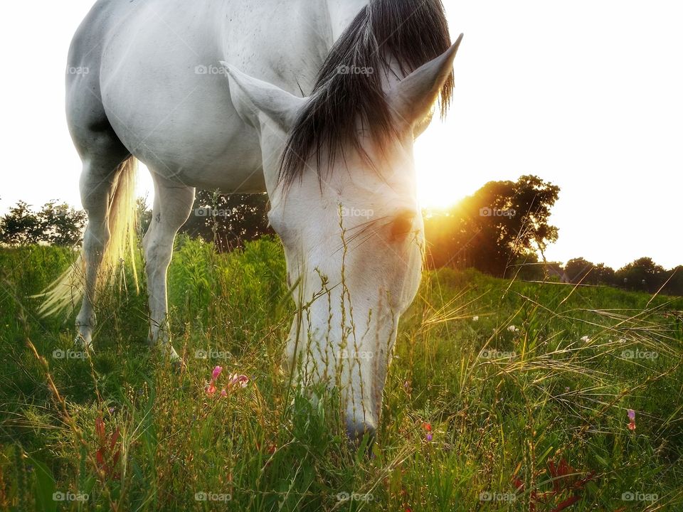 A gray horse grazing in a summer field with wildflowers at sunset