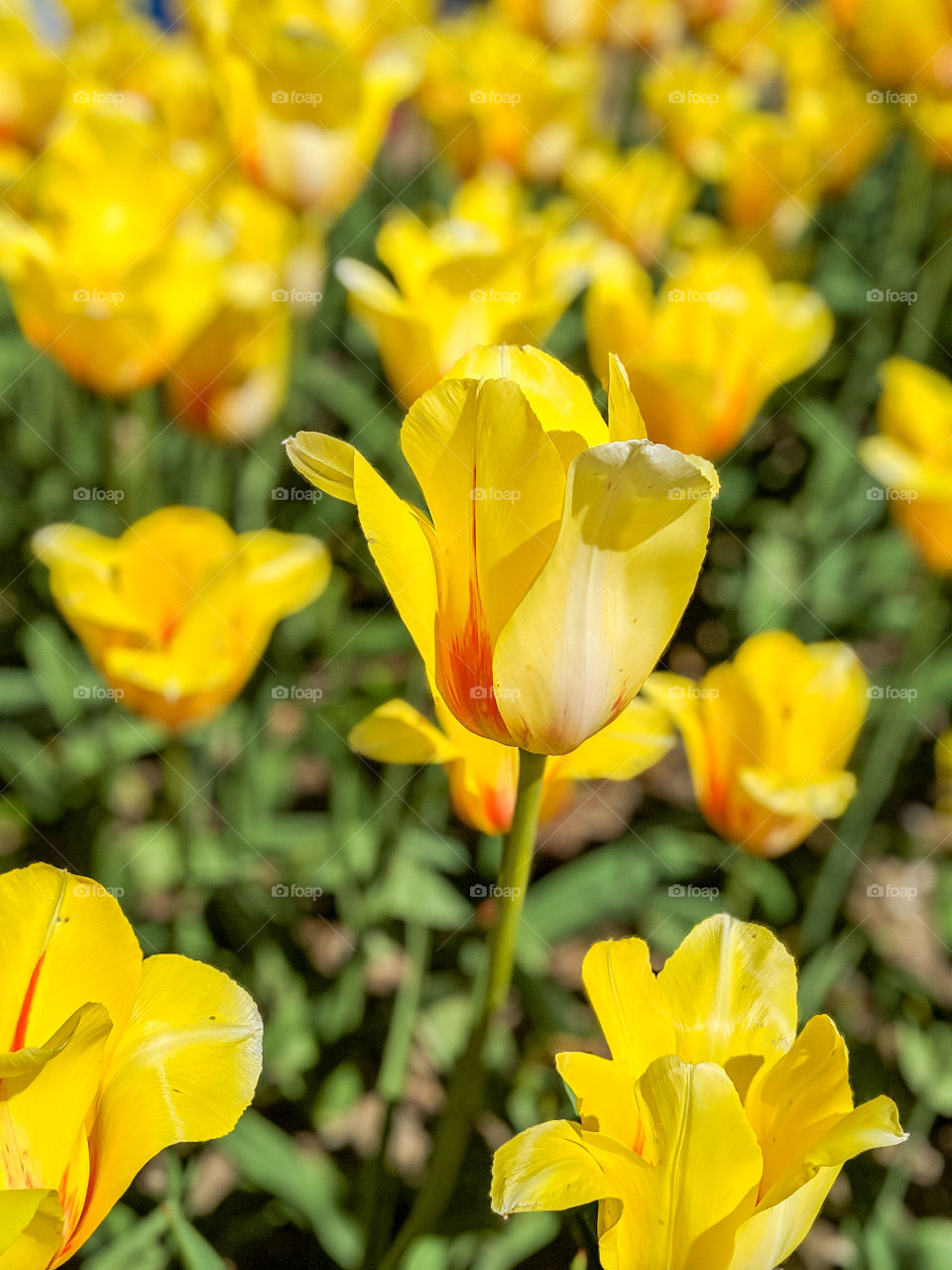Vibrant Bright and Colorful Yellow Red Orange Tulip Flower