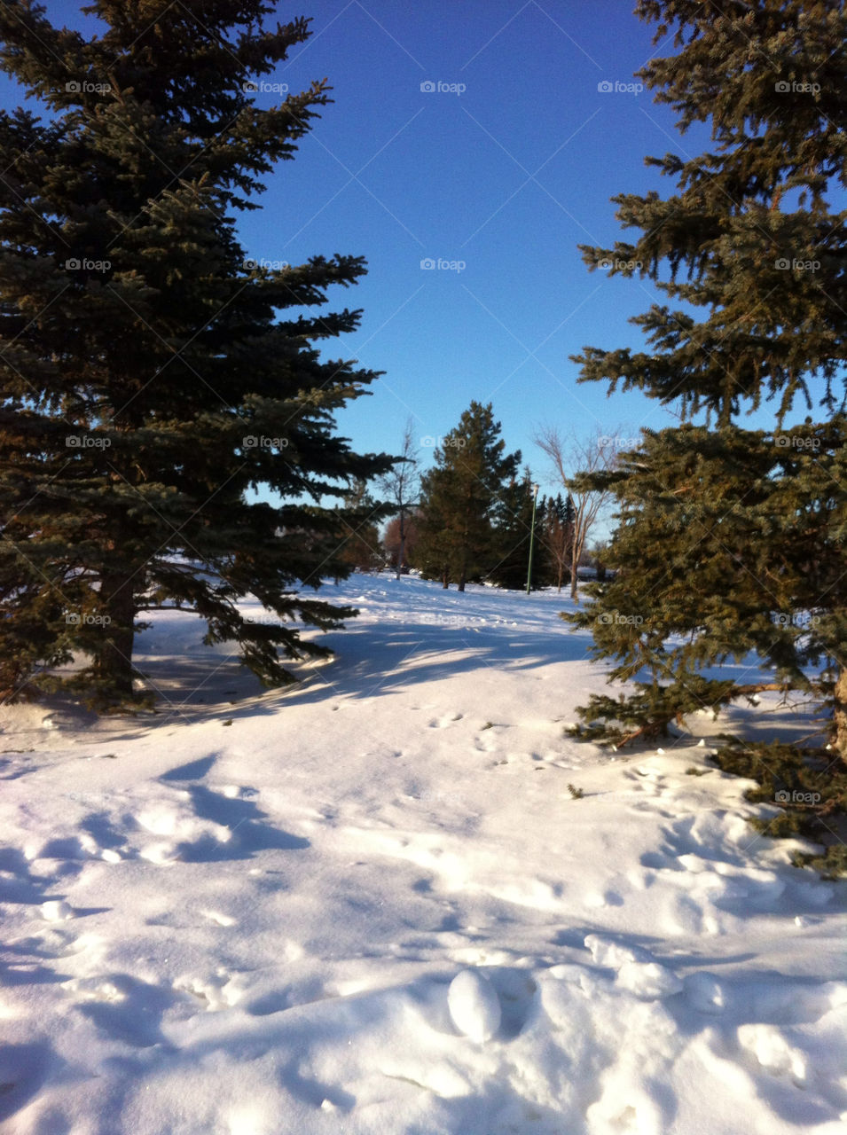View of my neighbourhood park