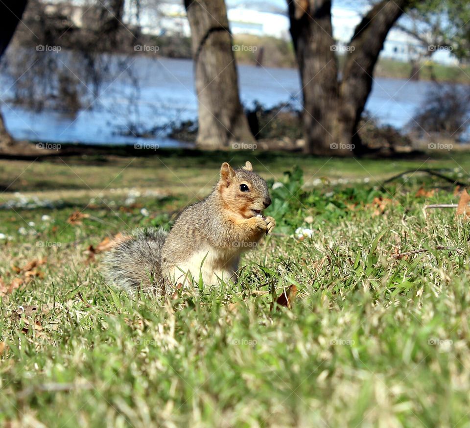 squirrel feeding