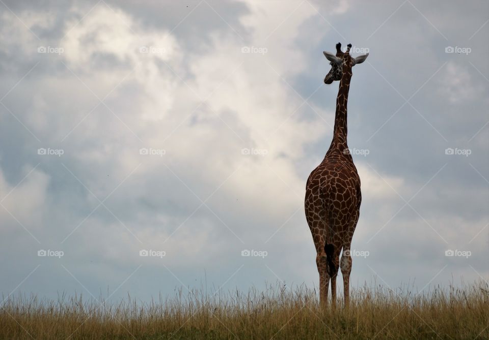 single Giraffe