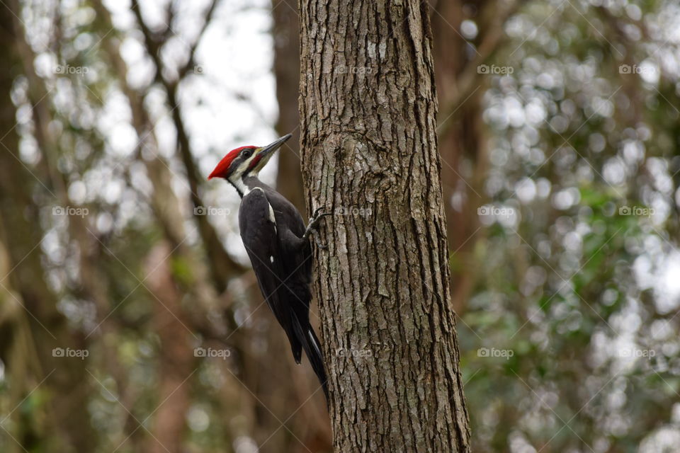 Close-up of woodpecker on tree trunk