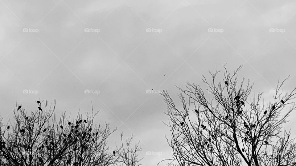 Black-and-white minimalistic silhouette of a flock of birds perched in a bare tree against a cloudy sky