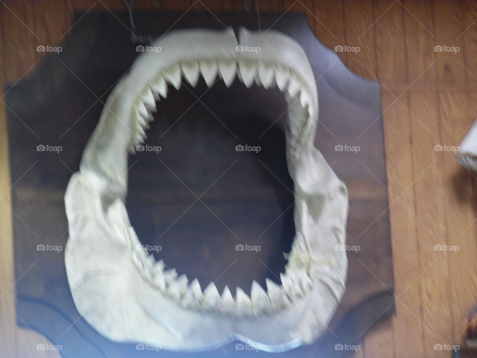 open up and say ah. This is a picture of a real shark's teeth on display at a restaurant in Port Aransas Texas