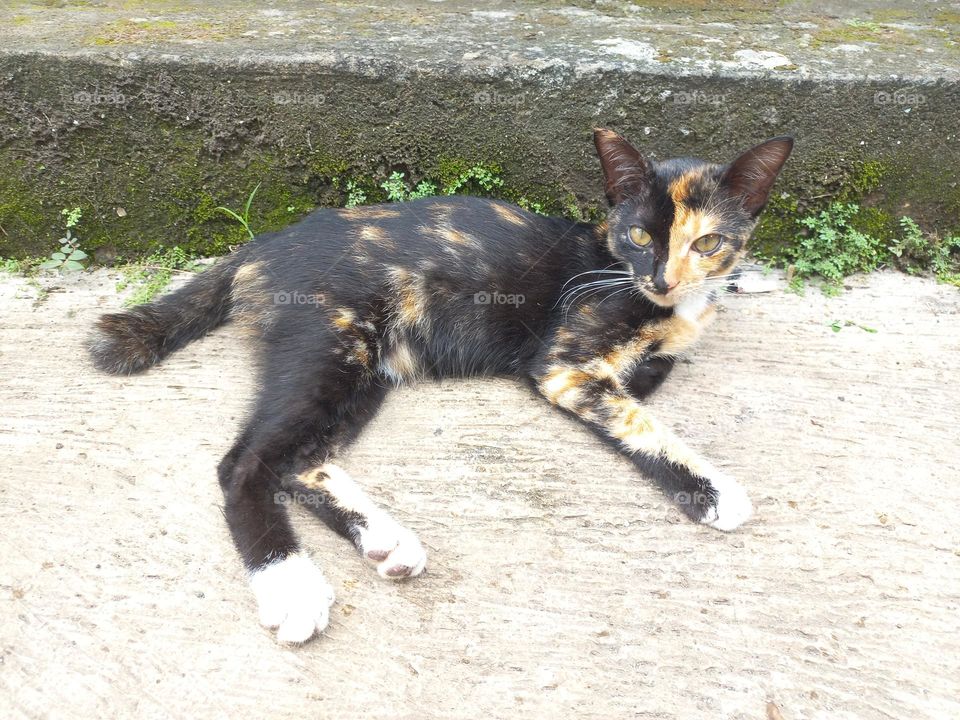 Striped cat with three beautiful colors