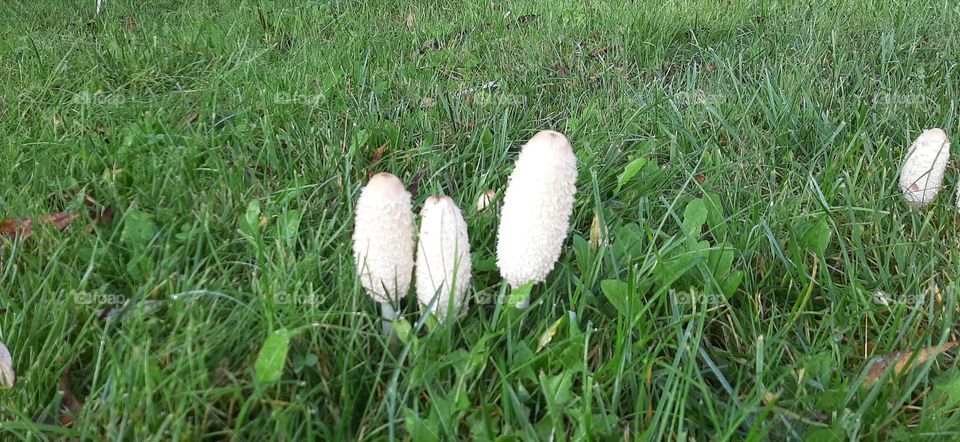 white mushrooms in garden