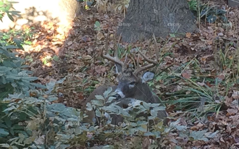 Deer resting in the underbrush. 