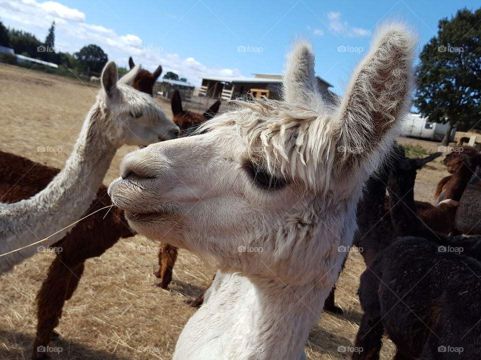 A young alpaca