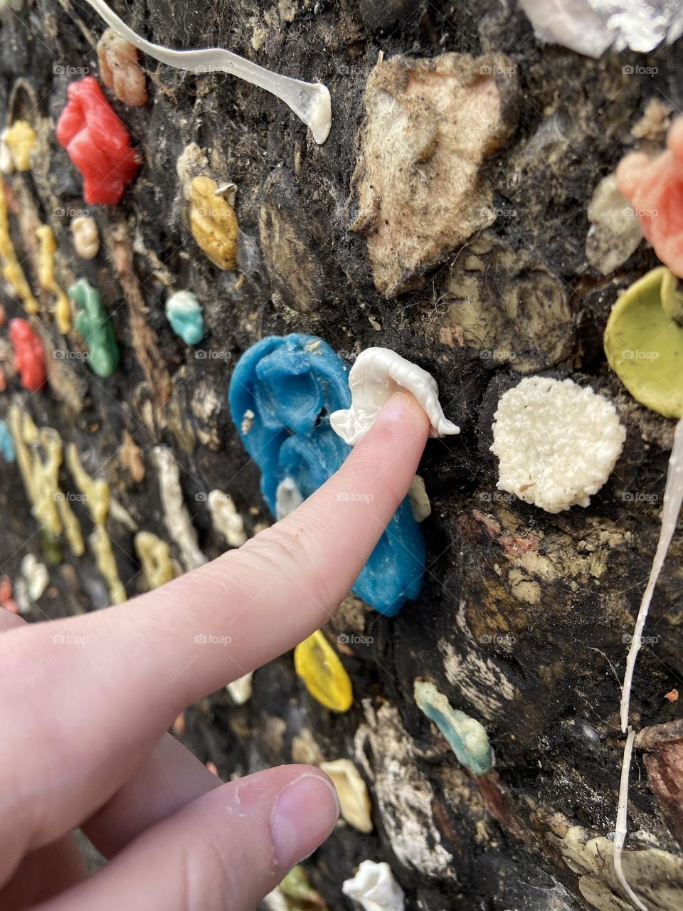 The sickly sweet bacteria invested wall of gum that is now a tourist attraction in San Luis Obispo, California.