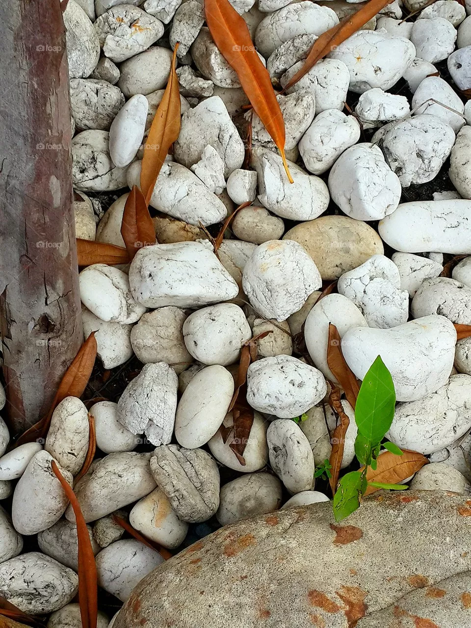 rocks