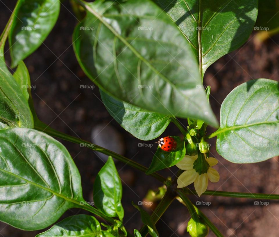 green leaves and ladybug spring time