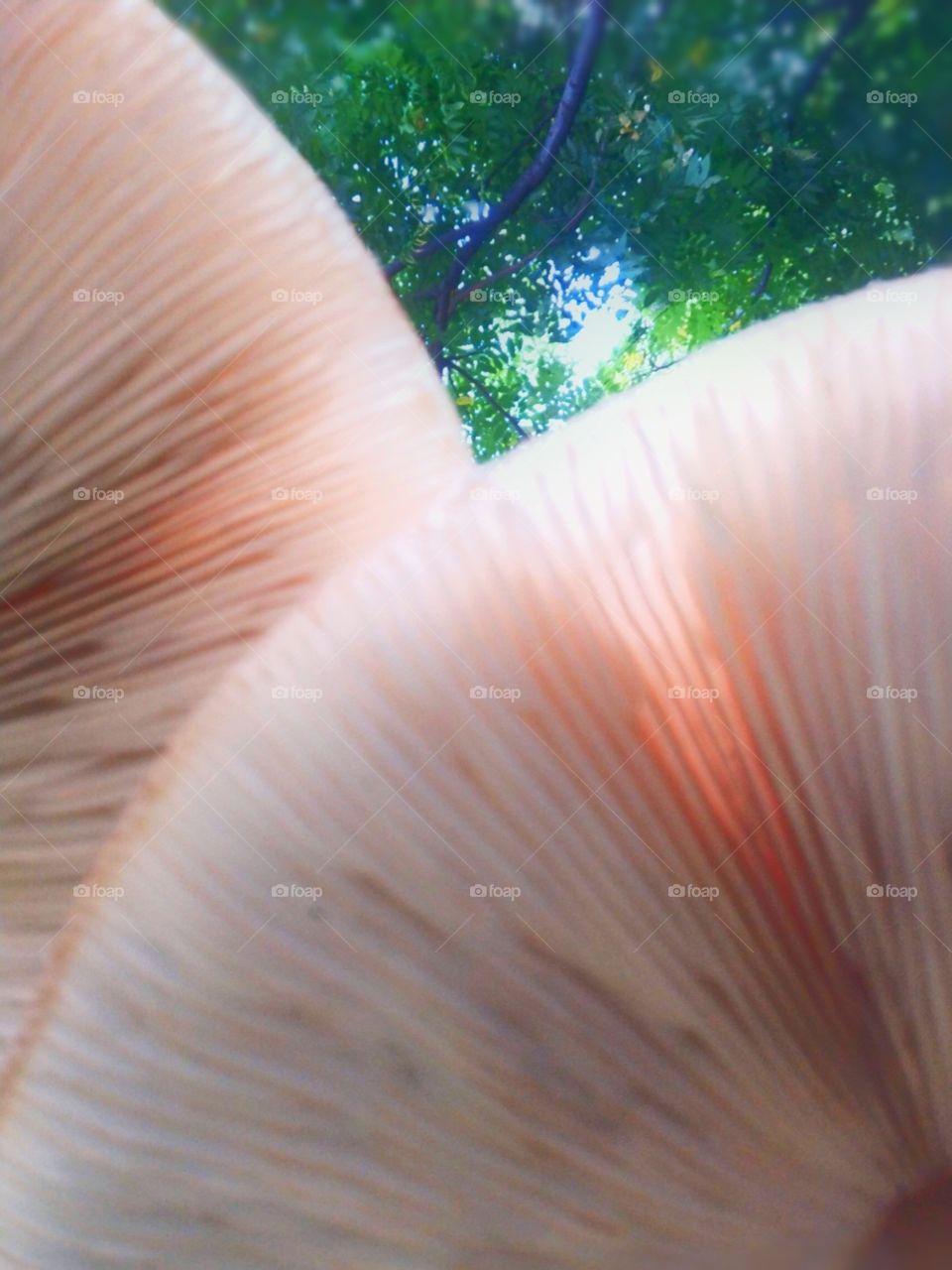 The wild mushrooms' little sky. short life also can be wonderful life.