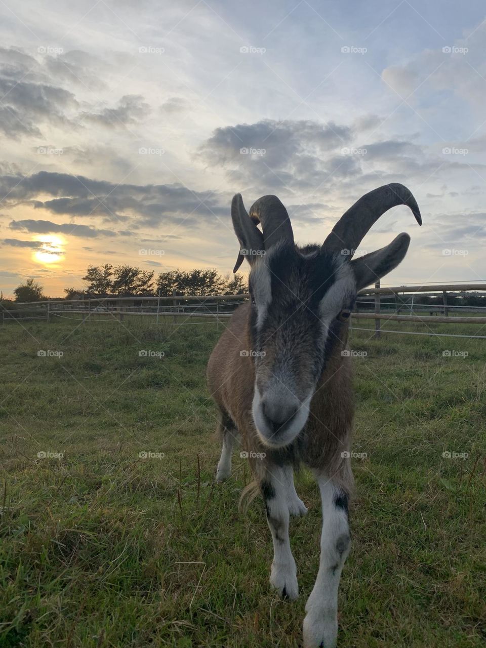 Max the friendly goat