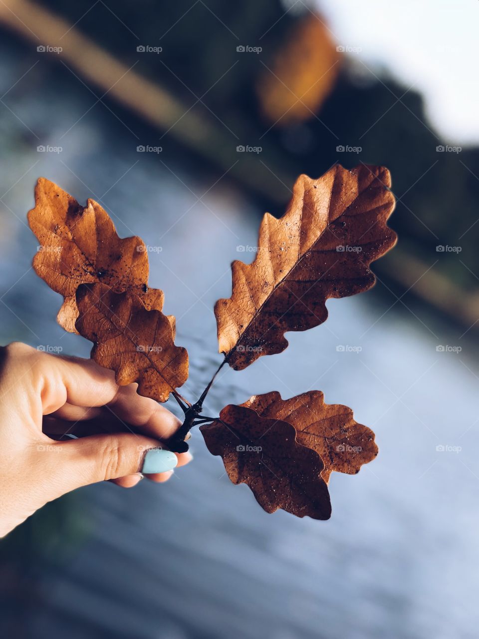 Leaf