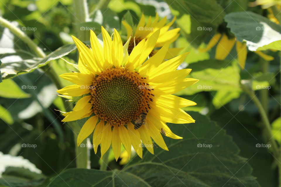 nature sunflower
