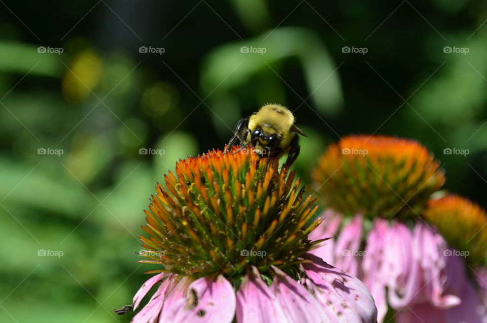 bumblebee on coneflower macro