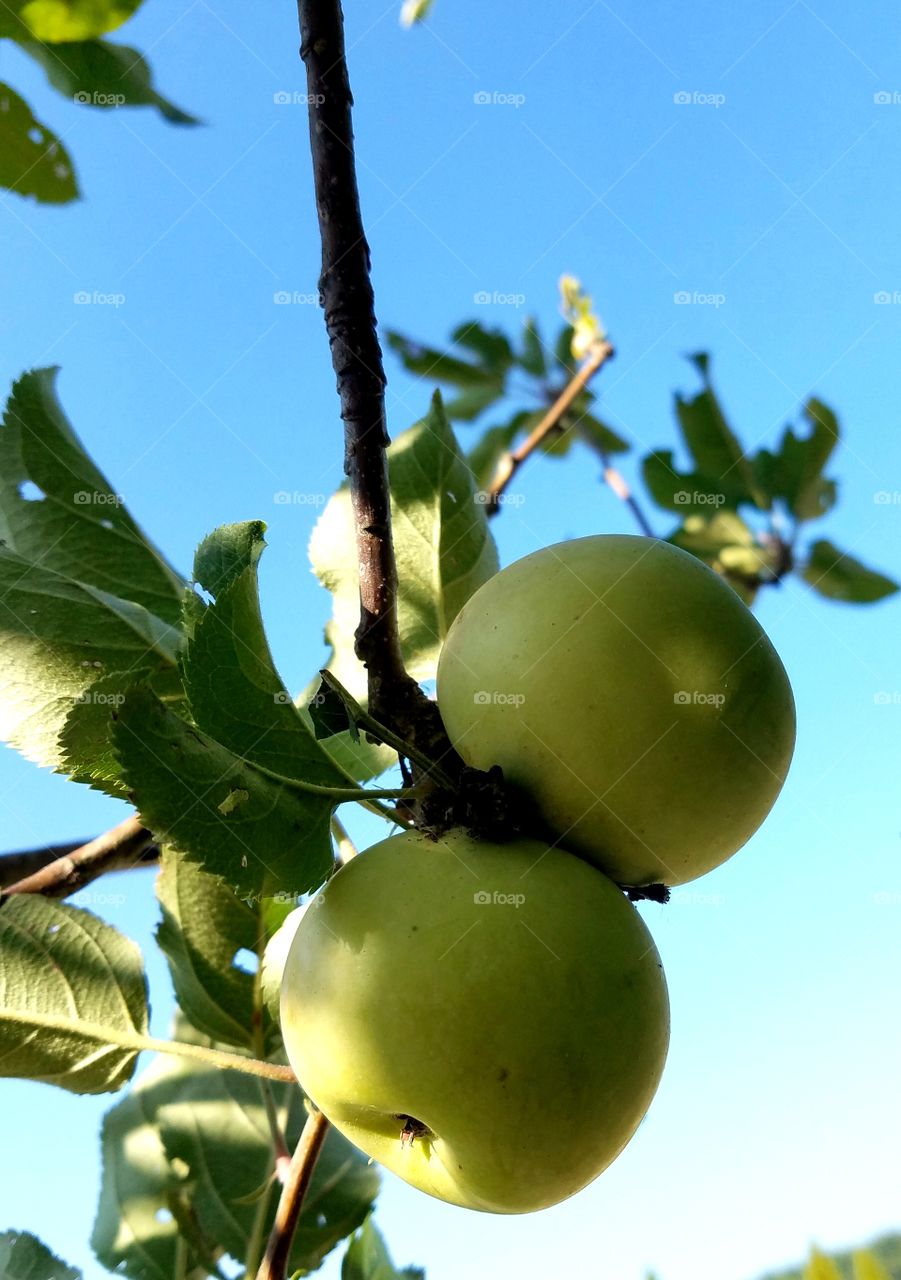 pair of apples