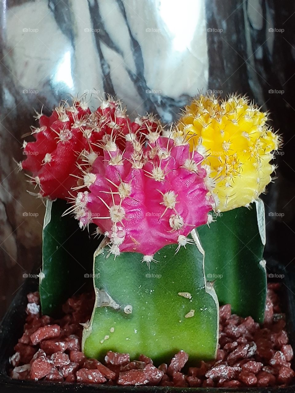 portrait of a twin flowers