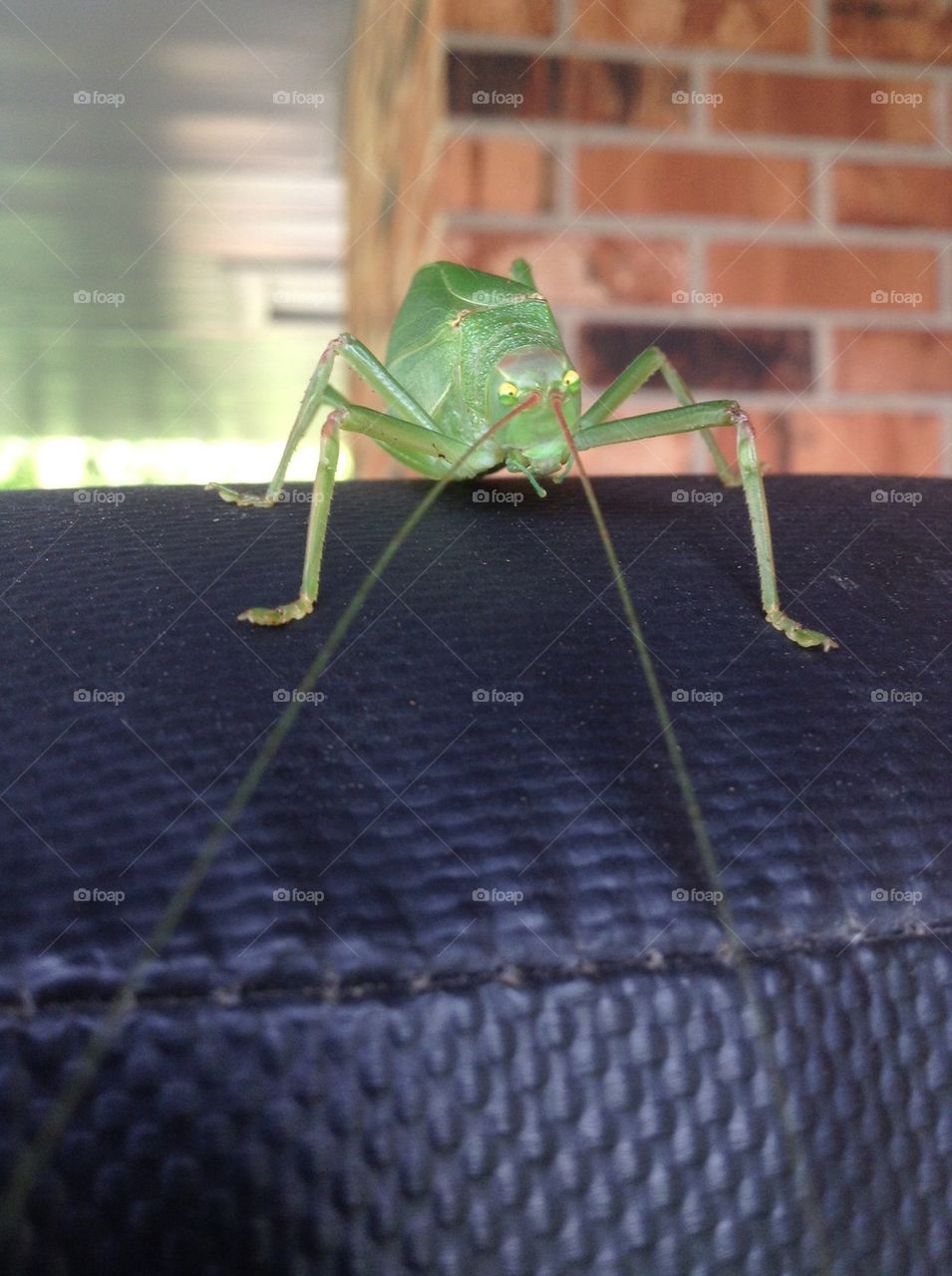 Green leafy bug