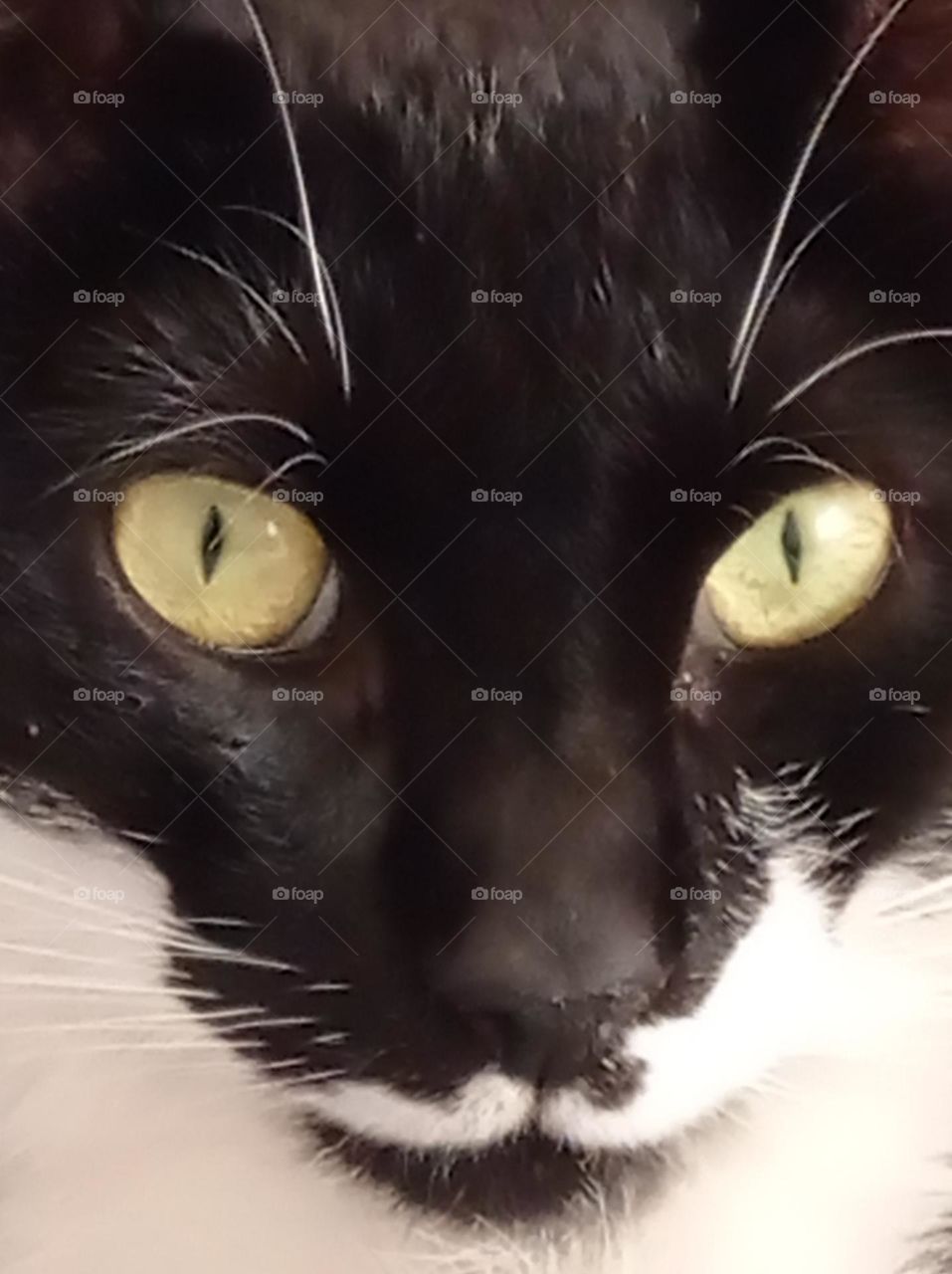 cat's eyes / ojos de gato