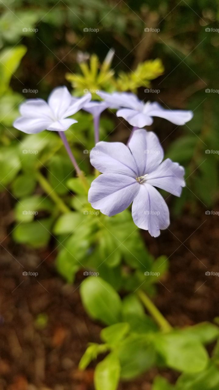 A light purple perennial flower bunch.