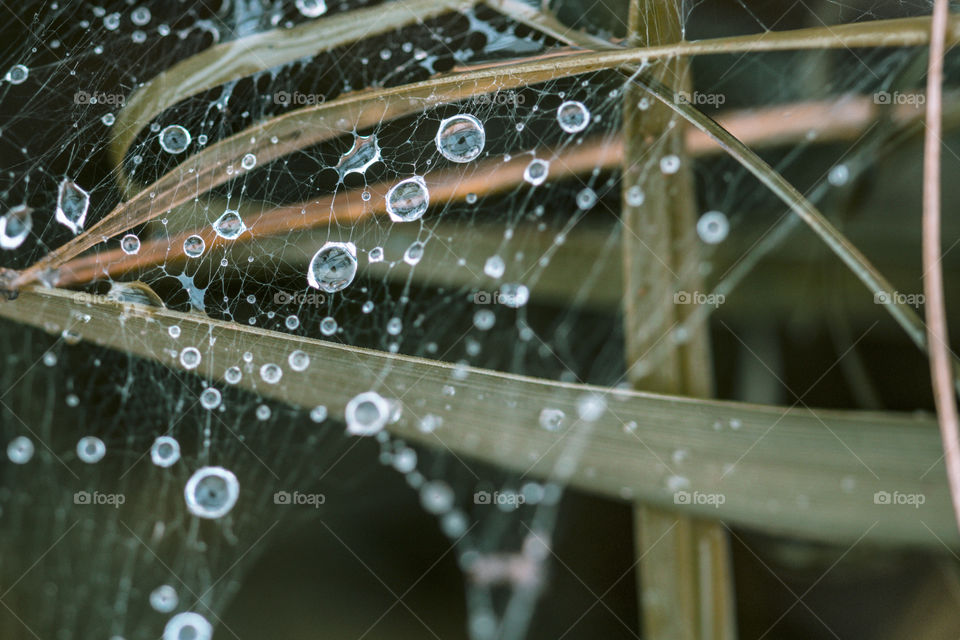 spider net covered with dew drops.  focus and blur concept.  natural background