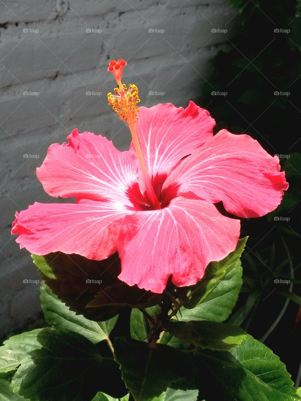 hibiscus pink