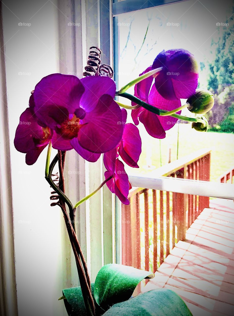 A beautiful decoration of a purple orchid sitting beside my kitchen window. It makes my kitchen a little more cozy. 😁