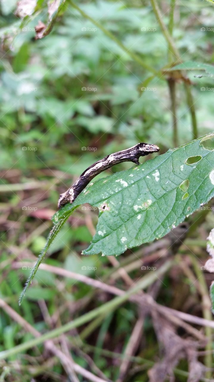 The webworm which performs mimesis to a branch