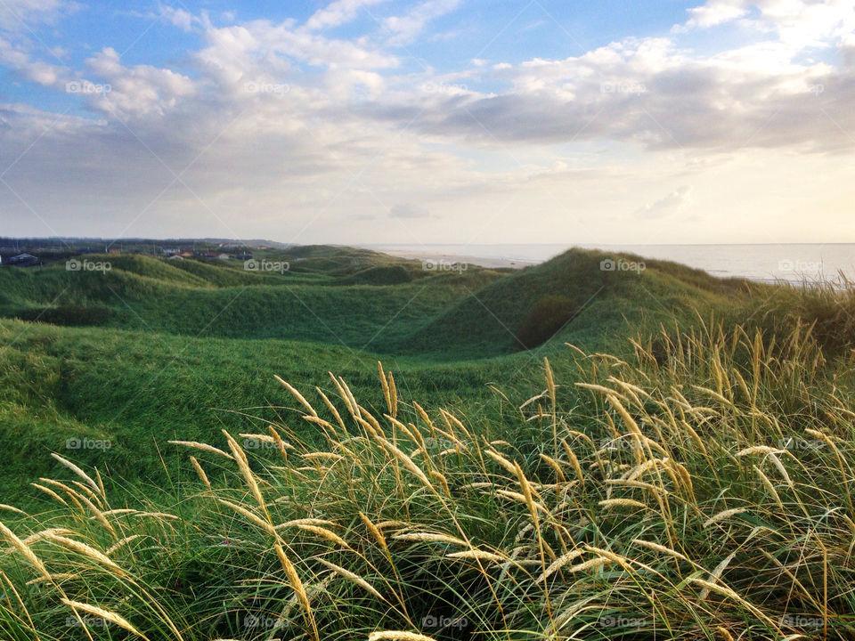 View Jutland beach Denmark. Evening sun and view over the sand dunes and heatland in Northern Jutland, Dennark (Grønhøj Strand)
