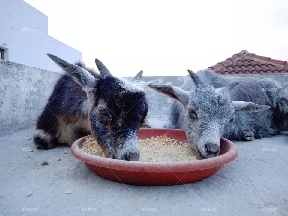 Canela and Morisca having dinner