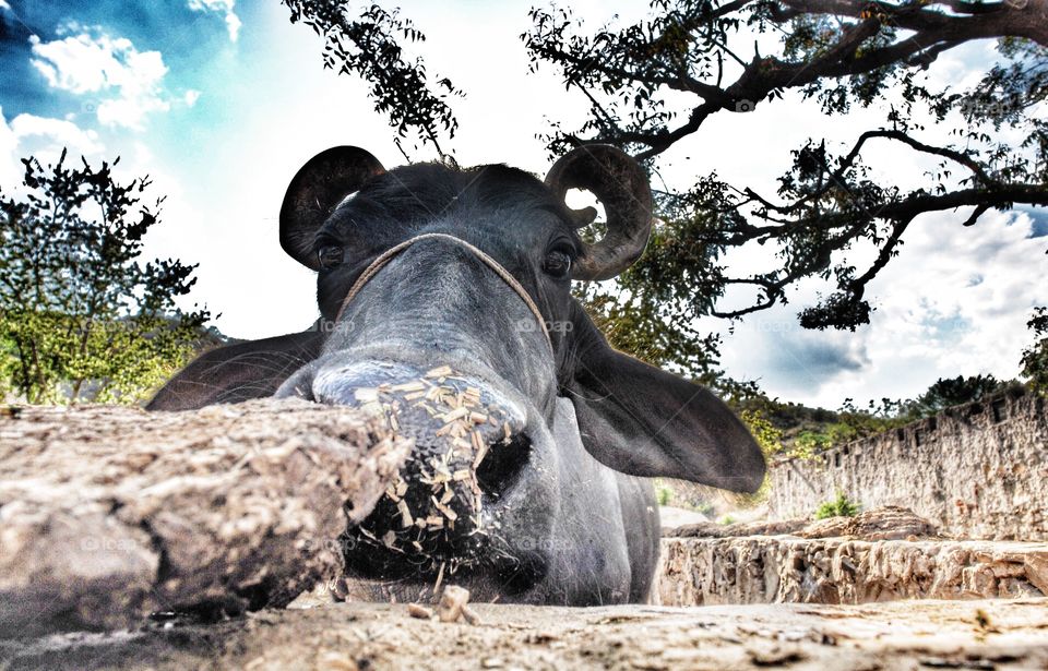 Water Buffalo face close up, Rajasthan, India . Water Buffalo face close up, Rajasthan, India 