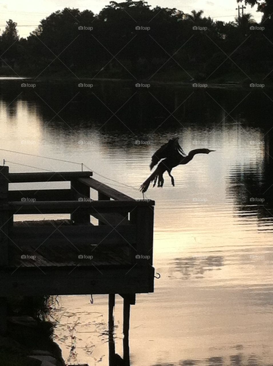 Bird in flight