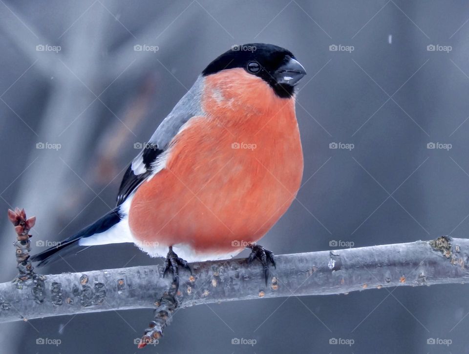 bullfinch